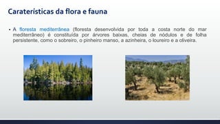 Caraterísticas da flora e fauna
 A floresta mediterrânea (floresta desenvolvida por toda a costa norte do mar
mediterrâneo) é constituída por árvores baixas, cheias de nódulos e de folha
persistente, como o sobreiro, o pinheiro manso, a azinheira, o loureiro e a oliveira.
 