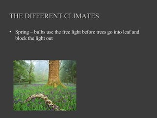 THE DIFFERENT CLIMATES Spring – bulbs use the free light before trees go into leaf and block the light out 