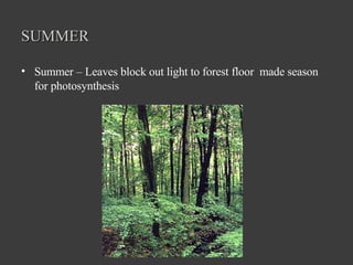 SUMMER Summer – Leaves block out light to forest floor  made season for photosynthesis 