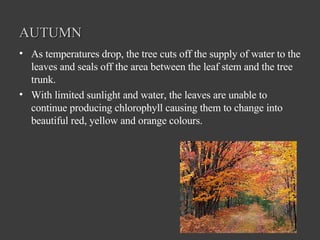 AUTUMN As temperatures drop, the tree cuts off the supply of water to the leaves and seals off the area between the leaf stem and the tree trunk.  With limited sunlight and water, the leaves are unable to continue producing chlorophyll causing them to change into beautiful red, yellow and orange colours. 