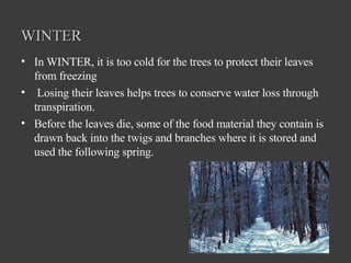 WINTER In WINTER, it is too cold for the trees to protect their leaves from freezing Losing their leaves helps trees to conserve water loss through transpiration.  Before the leaves die, some of the food material they contain is drawn back into the twigs and branches where it is stored and used the following spring.   