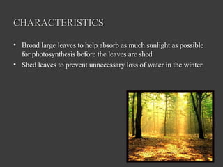 CHARACTERISTICS Broad large leaves to help absorb as much sunlight as possible for photosynthesis before the leaves are shed  Shed leaves to prevent unnecessary loss of water in the winter 