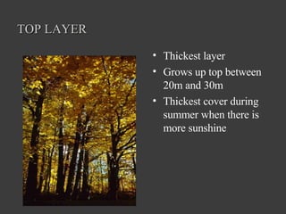 TOP LAYER Thickest layer  Grows up top between 20m and 30m Thickest cover during summer when there is more sunshine 