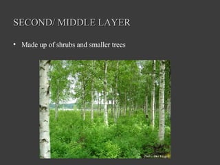 SECOND/ MIDDLE LAYER Made up of shrubs and smaller trees 