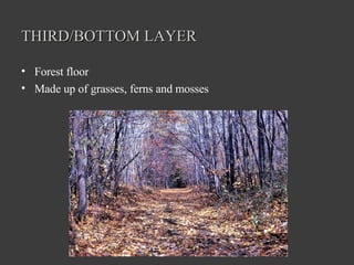 THIRD/BOTTOM LAYER Forest floor Made up of grasses, ferns and mosses 