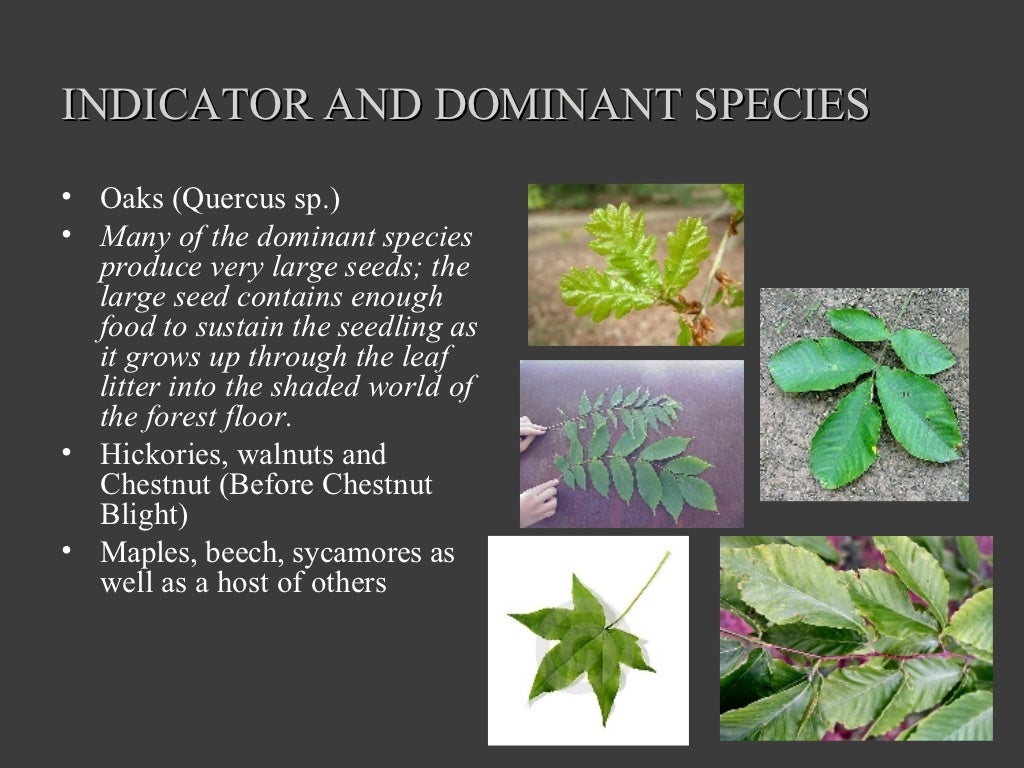 Temperate Deciduous Forest