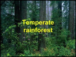 Temperate  rainforest   