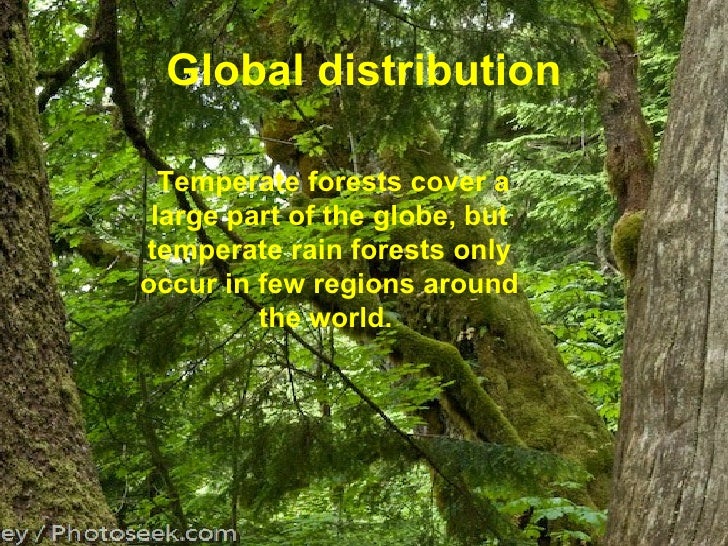 Temperate Rain Forest