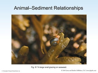 Animal–Sediment Relationships

Fig. 8.7 A large snail grazing on seaweed.
© Christopher Poliquin/ShutterStock, Inc.

 