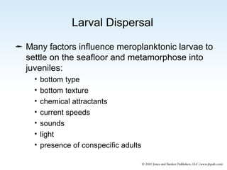Larval Dispersal
 Many factors influence meroplanktonic larvae to
settle on the seafloor and metamorphose into
juveniles:
•
•
•
•
•
•
•

bottom type
bottom texture
chemical attractants
current speeds
sounds
light
presence of conspecific adults

 
