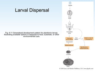 Larval Dispersal

Fig. 8.11 Generalized development pattern for planktonic larvae,
illustrating available options in response to food, substrate, or other
environmental cues.

 