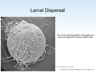 Larval Dispersal

Fig. 8.2 A scanning electron micrograph of a
sea urchin egg with numerous sperm cells.

© Dr. David Phillips/Visuals Unlimited

 