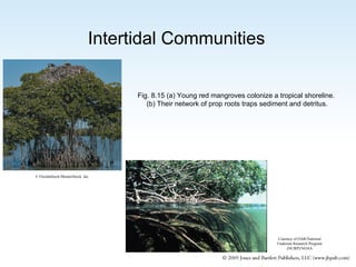 Intertidal Communities
Fig. 8.15 (a) Young red mangroves colonize a tropical shoreline.
(b) Their network of prop roots traps sediment and detritus.

© FloridaStock/ShutterStock, Inc.

Courtesy of OAR/National
Undersea Research Program
(NURP)/NOAA

 