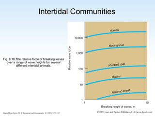 Intertidal Communities

Fig. 8.16 The relative force of breaking waves
over a range of wave heights for several
different intertidal animals.

Adapted from Denny, M. W. Limnology and Oceanography 30 (1985): 1171-1187.

 