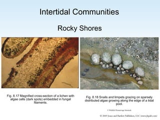 Intertidal Communities
Rocky Shores

Fig. 8.17 Magnified cross-section of a lichen with
algae cells (dark spots) embedded in fungal
filaments.

Fig. 8.18 Snails and limpets grazing on sparsely
distributed algae growing along the edge of a tidal
pool.
© Wildlife Pictures/age fotostock

 