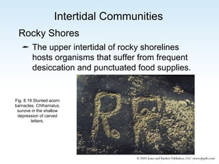 Intertidal Communities
Rocky Shores
 The upper intertidal of rocky shorelines
hosts organisms that suffer from frequent
desiccation and punctuated food supplies.

Fig. 8.19 Stunted acorn
barnacles, Chthamalus,
survive in the shallow
depression of carved
letters.

 