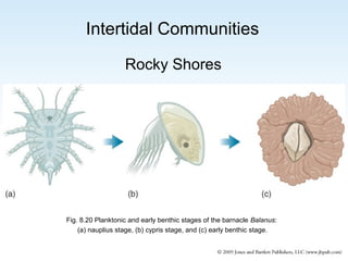 Intertidal Communities
Rocky Shores

Fig. 8.20 Planktonic and early benthic stages of the barnacle Balanus:
(a) nauplius stage, (b) cypris stage, and (c) early benthic stage.

 