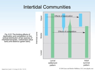 Intertidal Communities

Fig. 8.21 The limiting effects of
desiccation and competition on the
vertical distribution of two species of
intertidal barnacles, Chthamalus (blue
bars) and Balanus (green bars).

Adapted from Connell, J. H. Ecology 42 (1961): 710-723.

 
