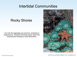 Intertidal Communities

Rocky Shores

Fig. 8.22 The aggregate sea anemone, Anthopleura
elegantissima. Exposed individuals (upper right) have
retracted their tentacles to avoid dessication.

© Danita Delimont/Alamy Images

 