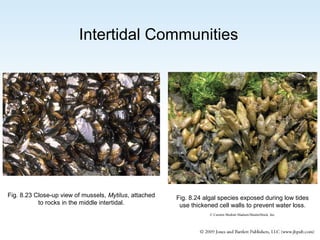 Intertidal Communities

Fig. 8.23 Close-up view of mussels, Mytilus, attached
to rocks in the middle intertidal.

Fig. 8.24 algal species exposed during low tides
use thickened cell walls to prevent water loss.
© Carsten Medom Madsen/ShutterStock, Inc.

 