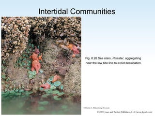 Intertidal Communities

Fig. 8.26 Sea stars, Pisaster, aggregating
near the low tide line to avoid dessication.

© Charles A. Blakeslee/age fotostock

 