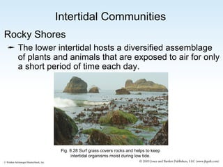 Intertidal Communities
Rocky Shores
 The lower intertidal hosts a diversified assemblage
of plants and animals that are exposed to air for only
a short period of time each day.

Fig. 8.28 Surf grass covers rocks and helps to keep
intertidal organisms moist during low tide.
© Weldon Schloneger/ShutterStock, Inc.

 
