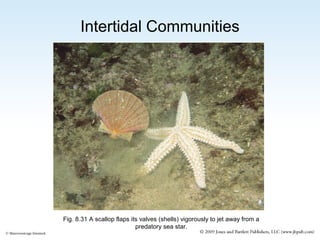 Intertidal Communities

Fig. 8.31 A scallop flaps its valves (shells) vigorously to jet away from a
predatory sea star.
© Marevision/age fotostock

 