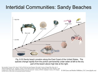 Intertidal Communities: Sandy Beaches

Fig. 8.33 Sandy beach zonation along the East Coast of the United States. The
species change rapidly from the portion permanently under water at left to the dry
part of the beach above high tide at the right.
Sea cucumber: Courtesy of Dr. James P. McVey/NOAA Sea Grant Program; Olive shell: Courtesy of Image*After; Blue crab: ©
APaterson/ShutterStock, Inc.; Flounder: Courtesy of NW Fisheries Science Center/NOAA; Sand dollar and Cockle: Photodisc; Clam:
Courtesy of Dr. Roger Mann, VIMS/NOAA; Bristle worm and Land crab : Courtesy of NOAA; Amphipod: Courtesy of M. Quigley,
GLERL/NOAA, Great Lakes Environmental Research Laboratory.

 