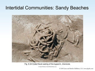 Intertidal Communities: Sandy Beaches

Fig. 8.34 Coiled fecal casting of the lugworm, Arenicola.
© Ismael Montero Verdu/ShutterStock, Inc.

 