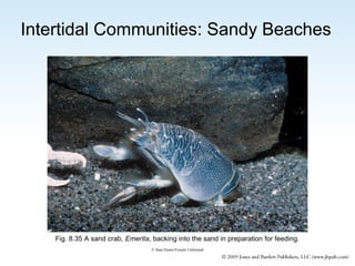 Intertidal Communities: Sandy Beaches

Fig. 8.35 A sand crab, Emerita, backing into the sand in preparation for feeding.
© Stan Elems/Visuals Unlimited

 