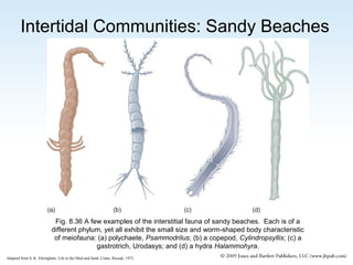 Intertidal Communities: Sandy Beaches

Fig. 8.36 A few examples of the interstitial fauna of sandy beaches. Each is of a
different phylum, yet all exhibit the small size and worm-shaped body characteristic
of meiofauna: (a) polychaete, Psammodrilus; (b) a copepod, Cylindropsyllis; (c) a
gastrotrich, Urodasys; and (d) a hydra Halammohyra.
Adapted from S. K. Eltringham. Life in the Mud and Sand. Crane, Russak, 1972.

 