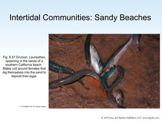 Intertidal Communities: Sandy Beaches

Fig. 8.37 Grunion, Leuresthes,
spawning in the sands of a
southern California beach.
Males coil around females that
dig themselves into the sand to
deposit their eggs.

© Visual&Written SL/Alamy Images

 