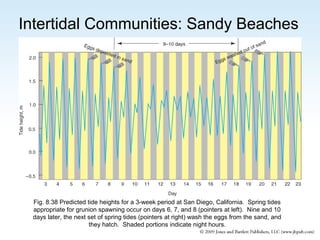 Intertidal Communities: Sandy Beaches

Fig. 8.38 Predicted tide heights for a 3-week period at San Diego, California. Spring tides
appropriate for grunion spawning occur on days 6, 7, and 8 (pointers at left). Nine and 10
days later, the next set of spring tides (pointers at right) wash the eggs from the sand, and
they hatch. Shaded portions indicate night hours.

 