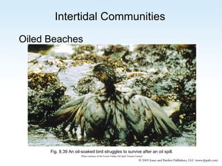 Intertidal Communities
Oiled Beaches

Fig. 8.39 An oil-soaked bird struggles to survive after an oil spill.
Photo courtesy of the Exxon Valdez Oil Spill Trustee Council

 