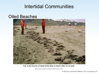 Intertidal Communities
Oiled Beaches

Fig. 8.40 Scores of dead birds litter a beach after an oil spill.
Photo courtesy of the Exxon Valdez Oil Spill Trustee Council

 