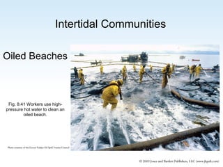 Intertidal Communities
Oiled Beaches

Fig. 8.41 Workers use highpressure hot water to clean an
oiled beach.

Photo courtesy of the Exxon Valdez Oil Spill Trustee Council

 