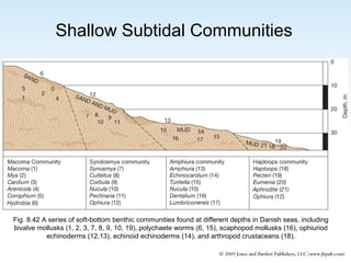 Shallow Subtidal Communities

Fig. 8.42 A series of soft-bottom benthic communities found at different depths in Danish seas, including
bivalve mollusks (1, 2, 3, 7, 8, 9, 10, 19), polychaete worms (6, 15), scaphopod mollusks (16), ophiuriod
echinoderms (12,13), echinoid echinoderms (14), and arthropod crustaceans (18).

 