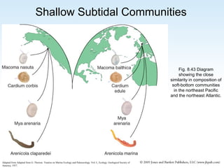 Shallow Subtidal Communities

Fig. 8.43 Diagram
showing the close
similarity in composition of
soft-bottom communities
in the northeast Pacific
and the northeast Atlantic.

Adapted from Adapted from G. Thorson. Treatise on Marine Ecology and Paleoecology. Vol. I., Ecology. Geological Society of
America, 1957.

 