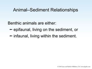 Animal–Sediment Relationships
Benthic animals are either:
 epifaunal, living on the sediment, or
 infaunal, living within the sediment.

 