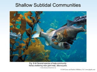 Shallow Subtidal Communities

Fig. 8.44 Several species of kelp-community
fishes sheltering near giant kelp, Macrocystis.
© Galina Barskaya/ShutterStock, Inc.

 