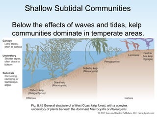 Shallow Subtidal Communities
Below the effects of waves and tides, kelp
communities dominate in temperate areas.

Fig. 8.45 General structure of a West Coast kelp forest, with a complex
understory of plants beneath the dominant Macrocystis or Nereocystis.

 