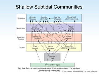 Shallow Subtidal Communities

Fig. 8.46 Trophic relationships of some dominant members of a southern
California kelp community.

 