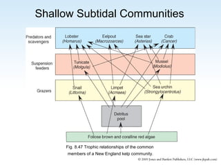 Shallow Subtidal Communities

Fig. 8.47 Trophic relationships of the common
members of a New England kelp community.

 