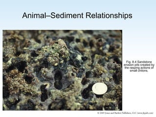 Animal–Sediment Relationships

Fig. 8.4 Sandstone
erosion pits created by
the rasping actions of
small chitons.

 
