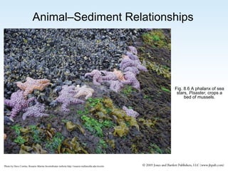 Animal–Sediment Relationships

Fig. 8.6 A phalanx of sea
stars, Pisaster, crops a
bed of mussels.

Photo by Dave Cowles, Rosario Marine Invertebrates website http://rosario.wallawalla.edu/inverts

 