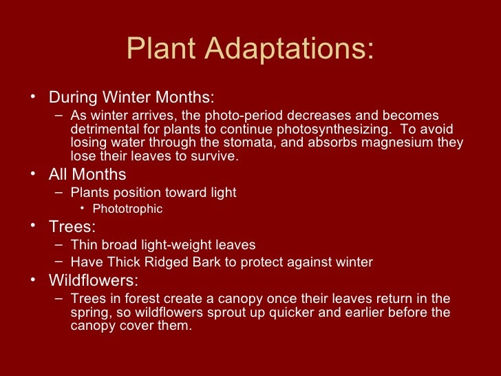 Temperate Deciduous Forest