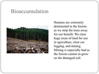 Bioaccumulation
Humans are extremely
detrimental to the forests
as we strip the trees away
for our benefit. We clear
huge areas of land for use
in agriculture, clear cut
logging, and mining.
Mining is especially bad as
the forests cannot re-grow
on the damaged soil.

 