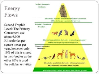 Energy
Flows
Second Trophic
Level: The Primary
Consumers use
about 6,000
Kilocalories per
square meter per
year, however only
10% of this is stored
in their bodies as the
other 90% is used
for cellular activities

 