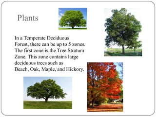 Plants
In a Temperate Deciduous
Forest, there can be up to 5 zones.
The first zone is the Tree Stratum
Zone. This zone contains large
deciduous trees such as
Beach, Oak, Maple, and Hickory.

 