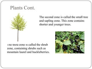 Plants Cont.
The second zone is called the small tree
and sapling zone. This zone contains
shorter and younger trees.

The third zone is called the shrub
zone, containing shrubs such as
mountain laurel and huckleberries.

 
